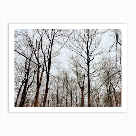 Bare Trees In The Woods 1 Art Print