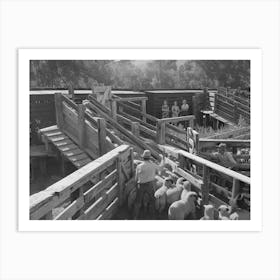 Untitled Photo, Possibly Related To Loading Fat Lambs On Narrow Gauge Railway For Shipment To Denver Market Art Print