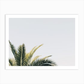 Palm Leaf Sky Art Print