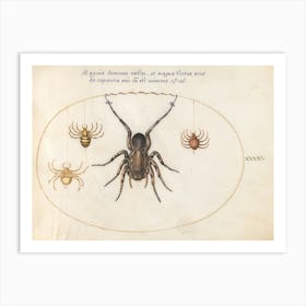 Four Spiders (c. 1575-1580), Joris Hoefnagel Art Print