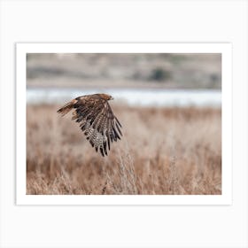 Coopers Hawk Flying Over Swamp Art Print