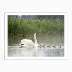 Swan Family 3 Art Print