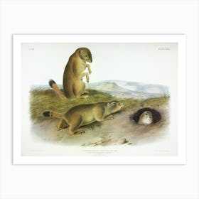 Prairie Dogs, John James Audubon Art Print