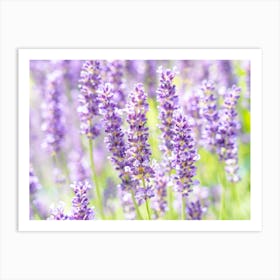 Lavender Flowers Art Print