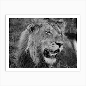 Lion Close Up Black And White Poster