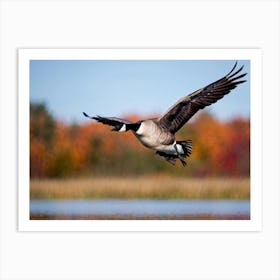 Canada Goose In Flight Art Print