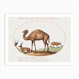 Camel, Ibex, And Goat (1575–1580), Joris Hoefnagel Art Print