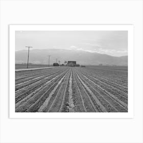 Salinas, California, Young Lettuce By Russell Lee Art Print