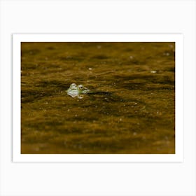 Bullfrog Peaking Out Of The Pond Art Print