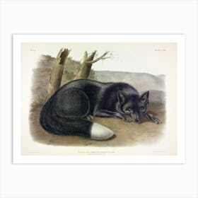 American Black Or Silver Fox, John James Audubon Art Print
