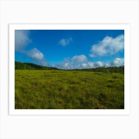 Grassy Meadow Art Print