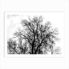 Silhouette Of Bare Tree Black And White Art Print