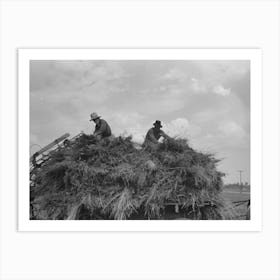 Untitled Photo, Possibly Related To Handling Soybean Hay From Loader Onto Wagon, Lake Dick Project, Arkansas Art Print