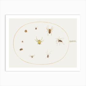 Yellow Spider Surrounded By Eight Spiders, Joris Hoefnagel Art Print