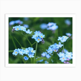 Forget Me Not flowers Art Print