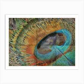 Peacock Feather 1 Art Print