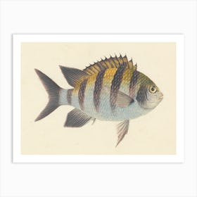 Unidentified Fish, Luigi Balugani (15) Art Print