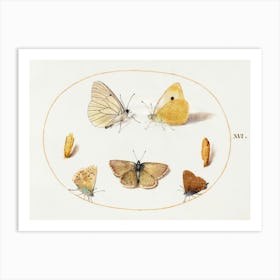 Black Veined White, Clouded Yellow, Black Hairstreak And Geranium Argus Butterflies With Two Chrysalides (1575–1580), Joris Hoefnagel Art Print