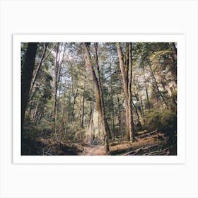 Patagonia Trail In The Forest Art Print