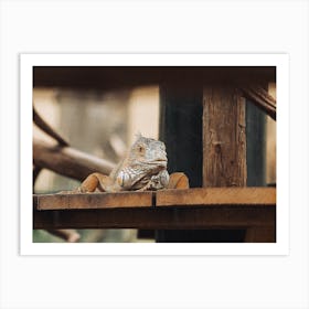 Iguana Sitting On Wooden Bench Art Print