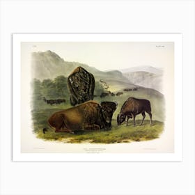  American Bison, John James Audubon Art Print