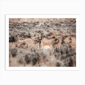 Antelope In Sagebrush Art Print