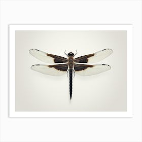 Dragonfly Black Saddlebags Tramea Lacer Vintage Illustration 5 Art Print