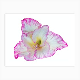 Pink Hibiscus Flower Art Print