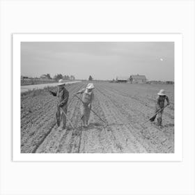 New Madrid County, Missouri, Sharecropper Family Cultivating Cotton, Southeast Missouri Farms By Russell Art Print