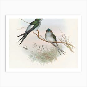 Two Swallows Perched On A Branch 2 Art Print