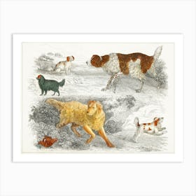 Collection Of Various Dogs And Cocker, Oliver Goldsmith Art Print