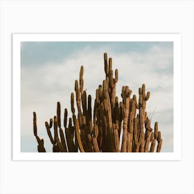 Cactus Bush Art Print