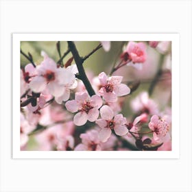 Cherry Blossoms. Pink sakura blossom. Art Print