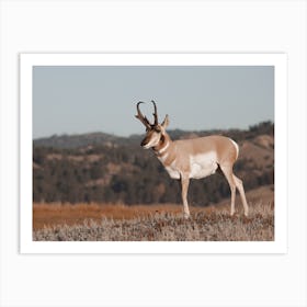 Antelope Landscape Art Print