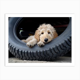 An 1069 Goldendoodle Laying Down In A Large Tire 7x5 Art Print