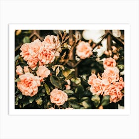 Camellia Flowers Art Print