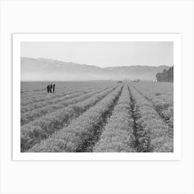 Salinas, California, Intercontinental Rubber Producers, Four Year Old Guayule Plants, An Acre Of Mature Art Print
