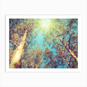 Eucalyptus Trees Art Print