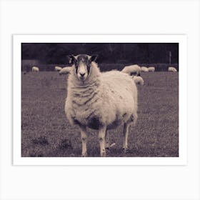 Sheep In A Field 1 Art Print