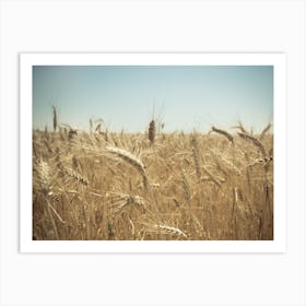 Golden Wheat Field 1 Art Print