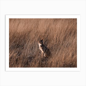 Coyote In Grass Meadow Art Print