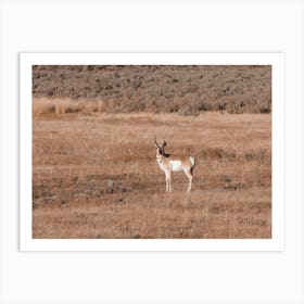 Rustic Pronghorn View Art Print