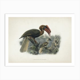 Vintage Keulemans 2 Hydrocorax Planicornis Art Print