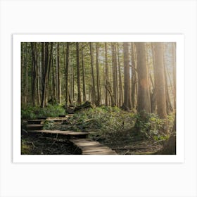 Pacific Northwest Forest Boardwalk - Olympic National Park Art Print