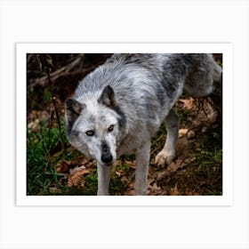 Gray Wolf Art Print