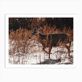 Winter Deer Traveling Art Print