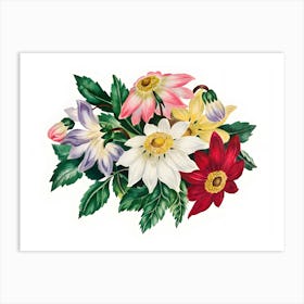 Dahlias 5 Art Print