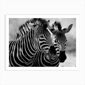 Zebras Art Print