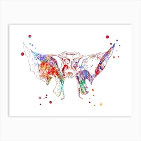 Sphenoid Bone Medical Art Art Print