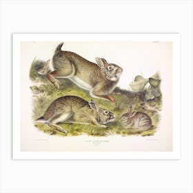  Grey Rabbit, John James Audubon Art Print